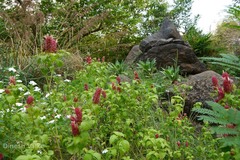 Justicia brandegeeana